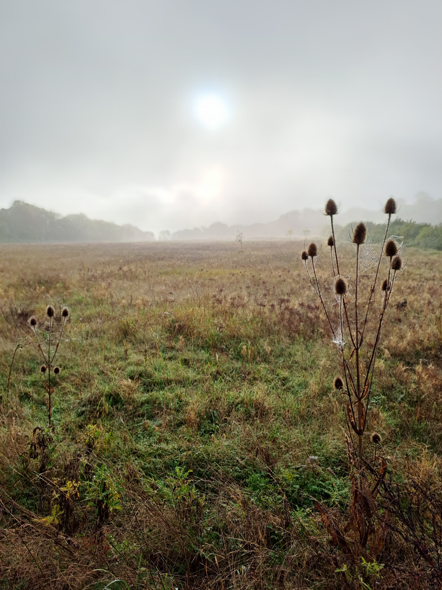 Harewood Common