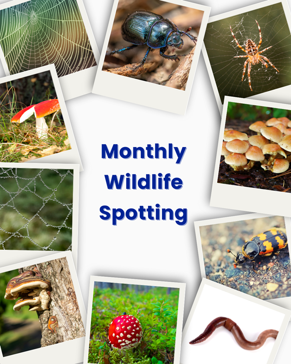 Wildlife Stories