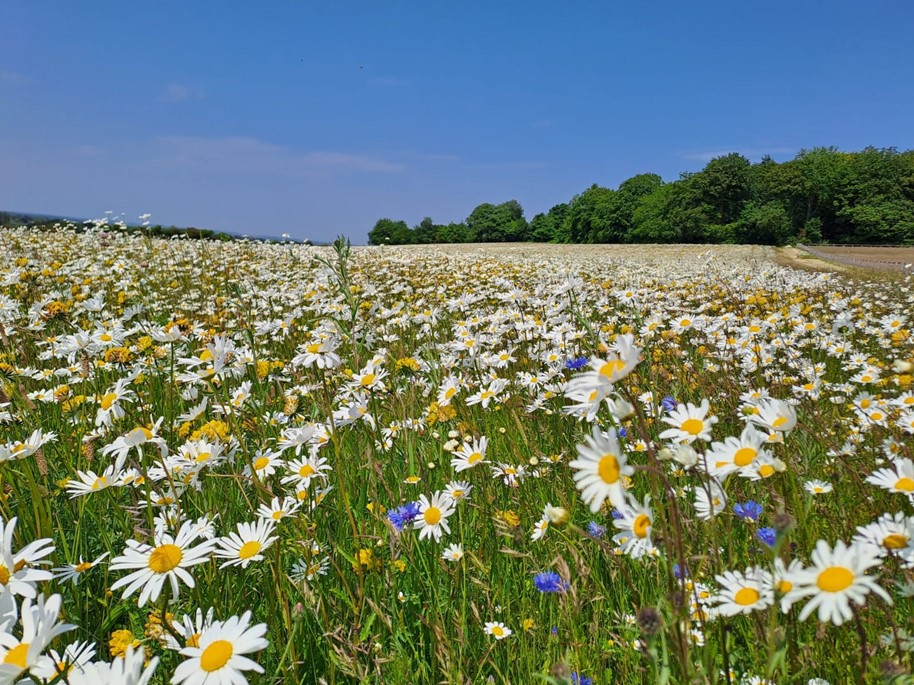 Bury Hill Meadows, flowers across the meadow