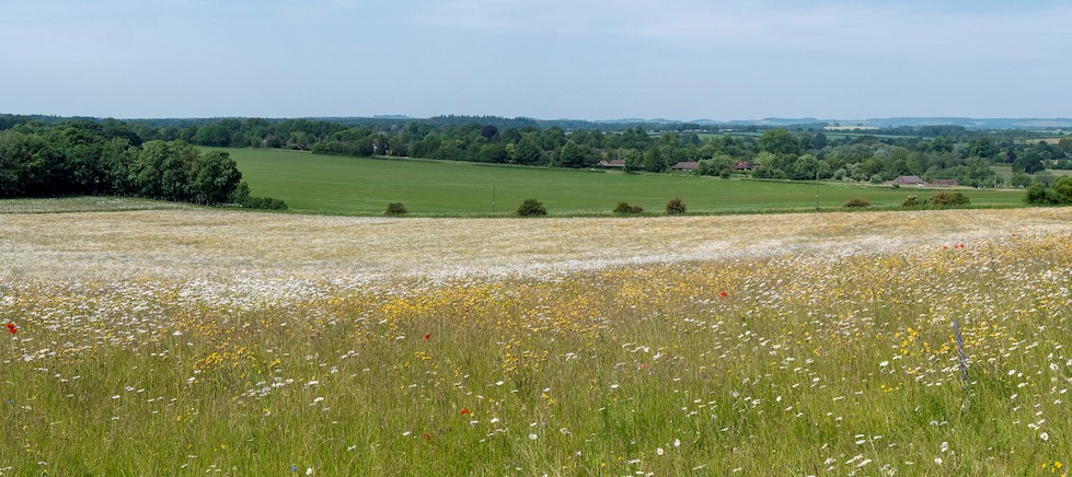 Wildflower Meadow Panorama