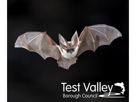 Discover the Nightlife: Guided Bat Walks at Local Nature Reserves ...